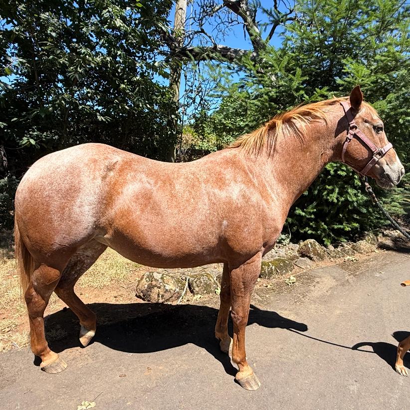 Enlarge Zippy, a Adoptable Pony of the Americas in Golden, CO image 2/2