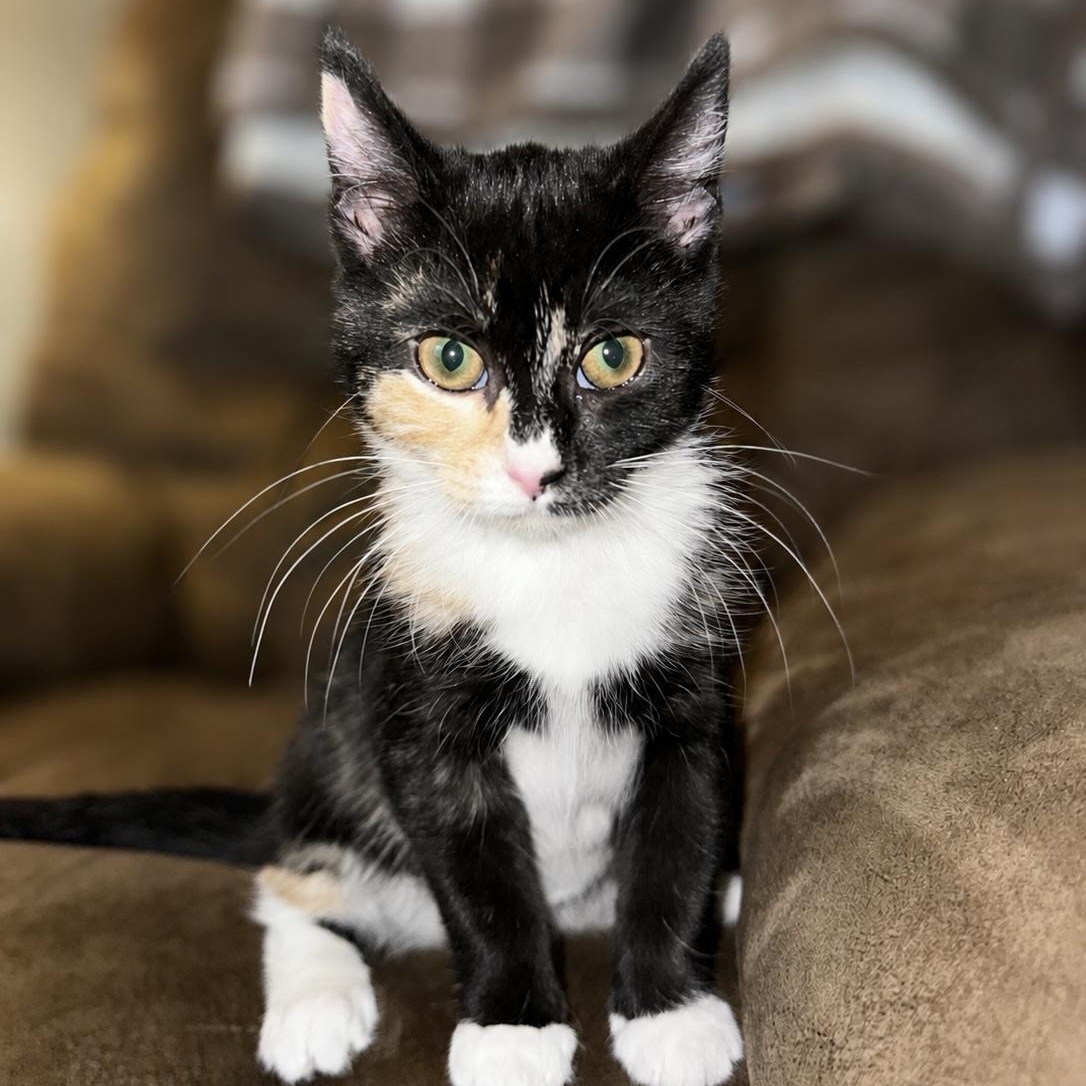 Reese, ADOPTABLE, Kitten Female Domestic Short Hair.