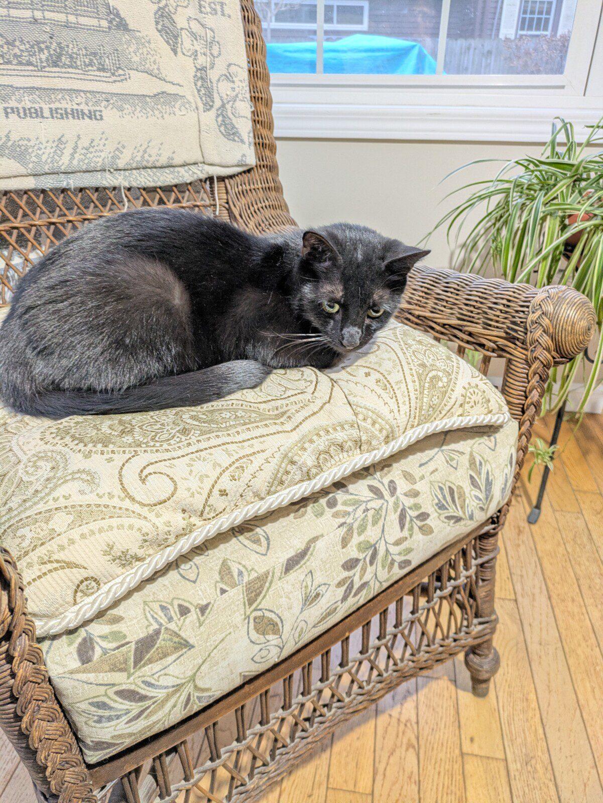 Enlarge Luna, a ADOPTABLE Domestic Short Hair in Honeoye, NY image 1/1