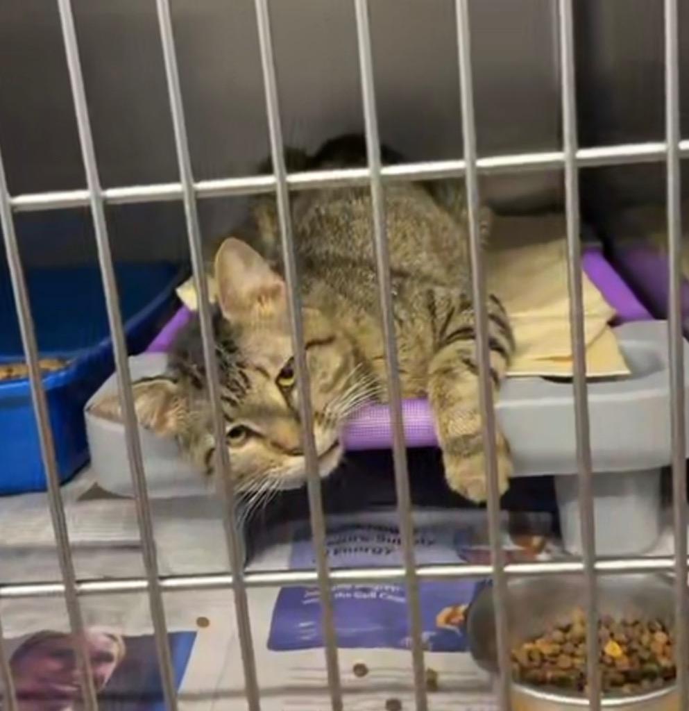 Curtis, Adopted, Adult Male Domestic Short Hair.