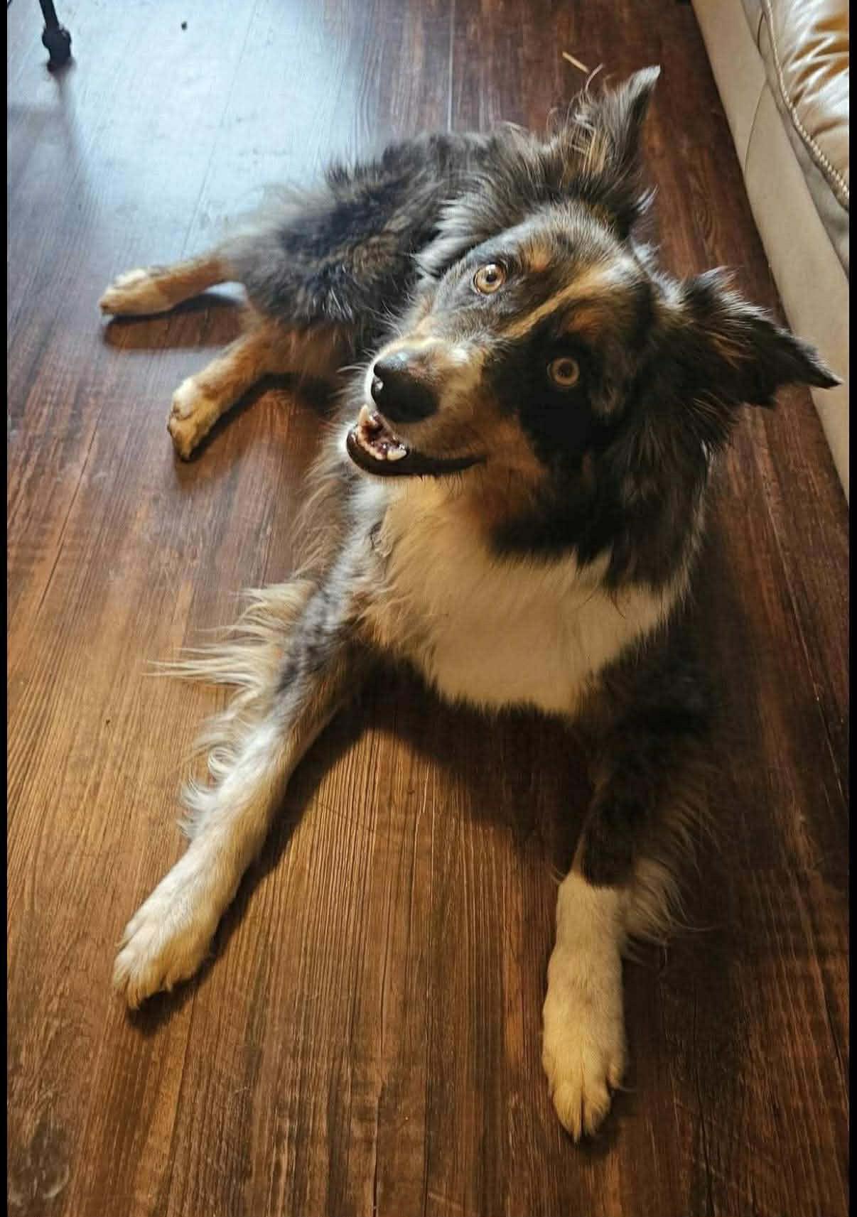 Lynx, an adoptable Australian Shepherd in Paris, TX image 4/4