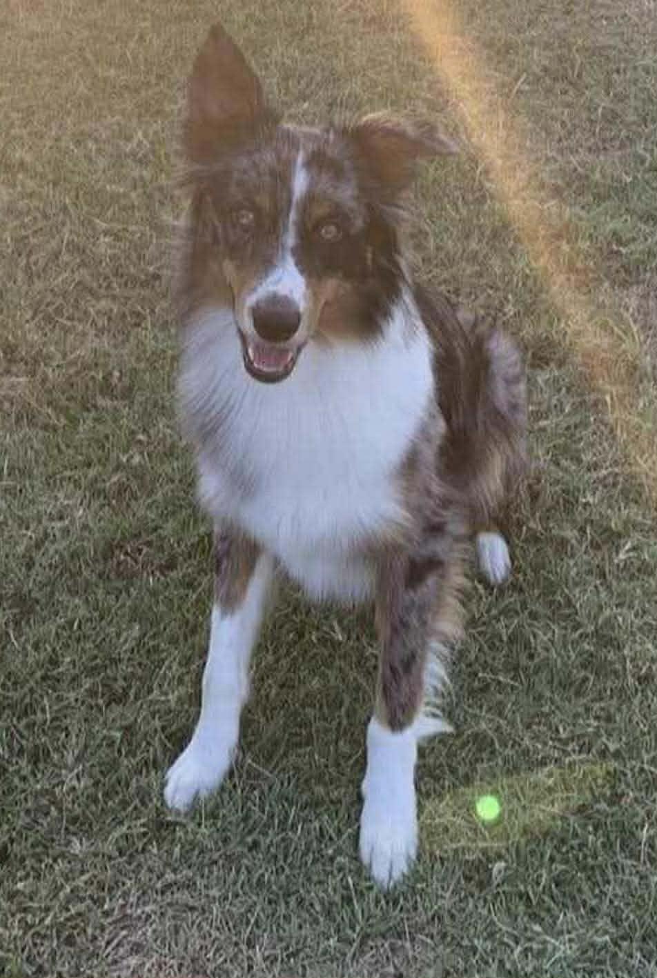 Lynx, an adoptable Australian Shepherd in Paris, TX image 2/4
