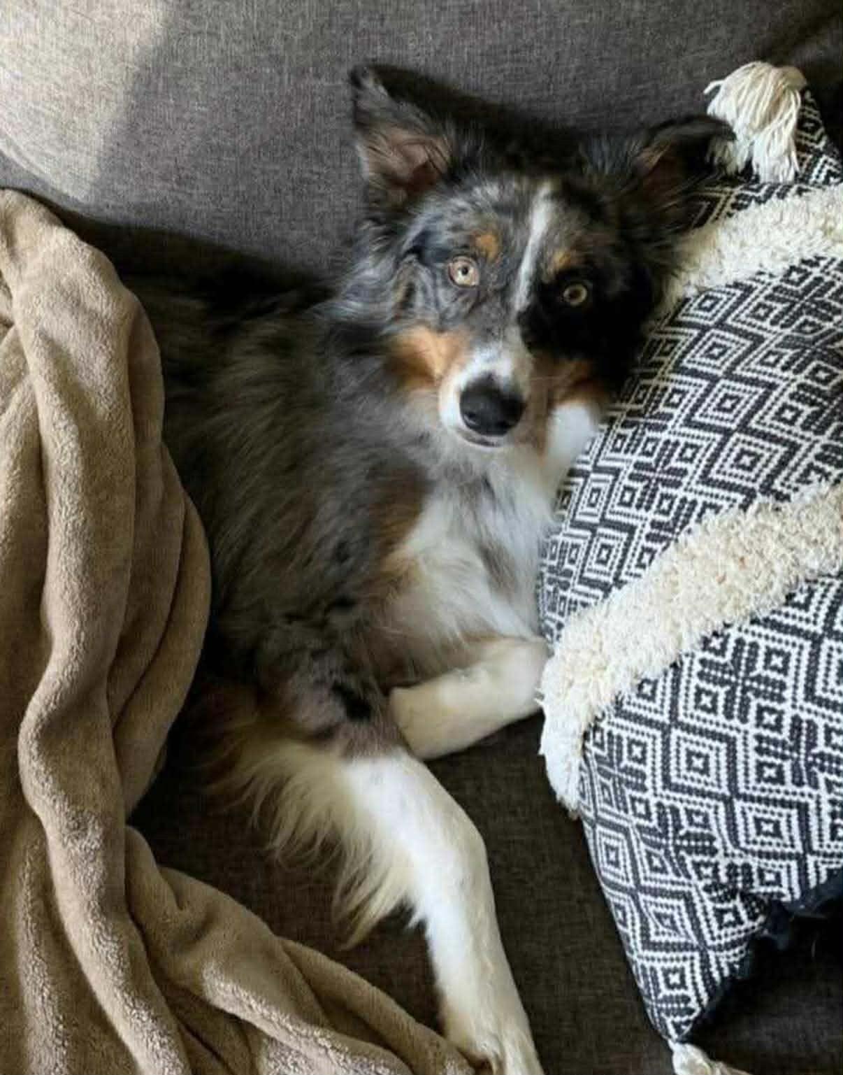 Lynx, an adoptable Australian Shepherd in Paris, TX image 3/4