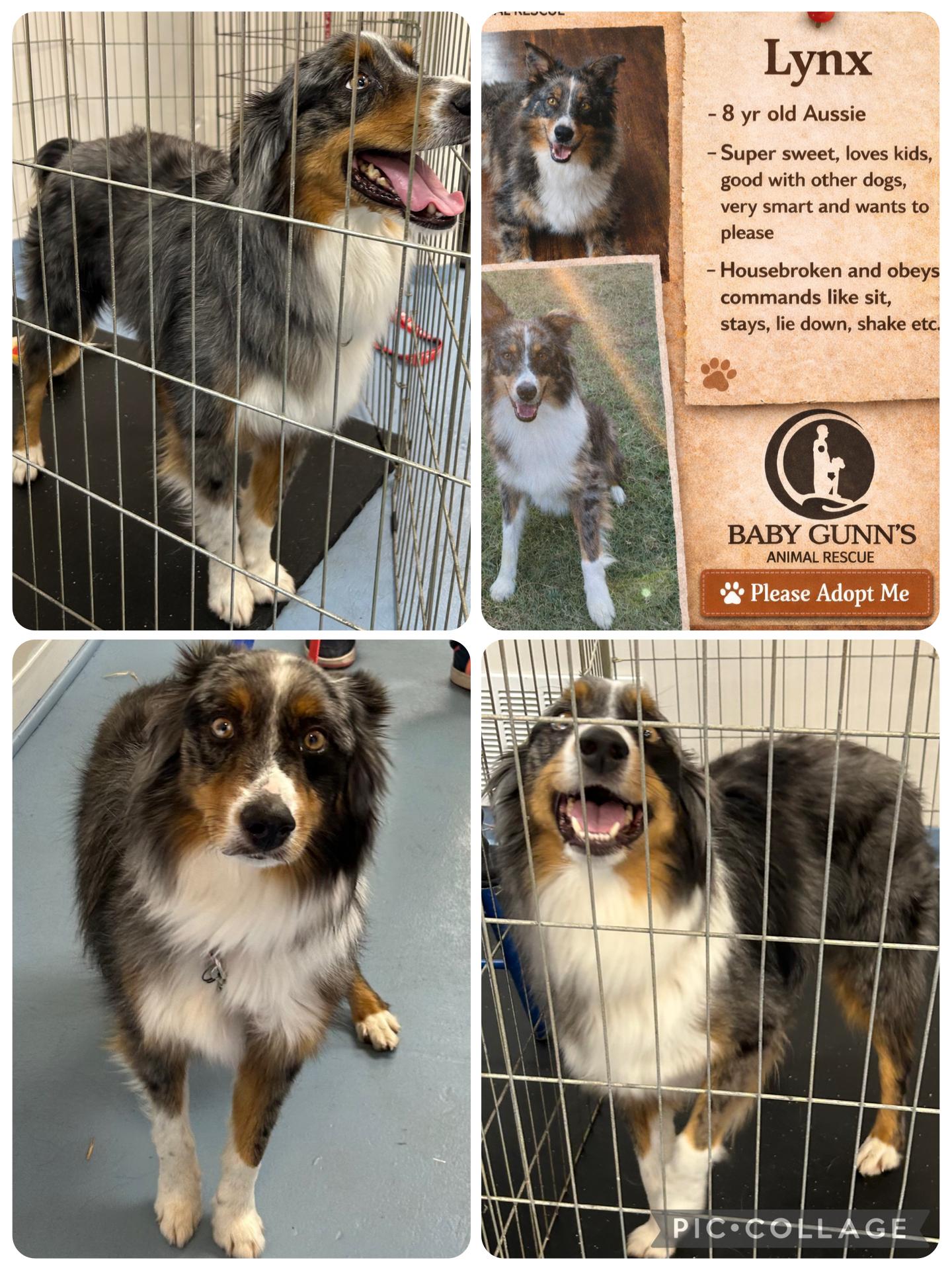 Lynx, adoptable, Adult Male Australian Shepherd.