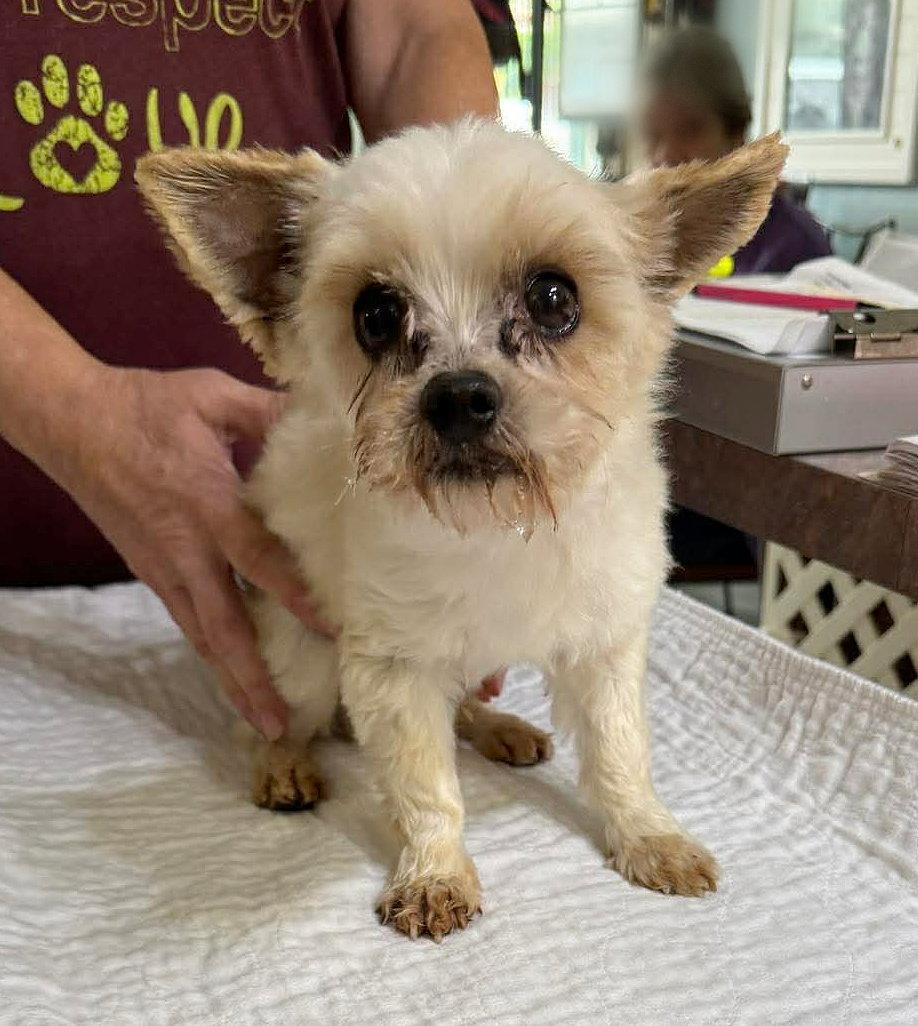 Enlarge Phillips (NOT YET AVAILABLE), a Adoptable Yorkshire Terrier in Benton, LA image 1/1