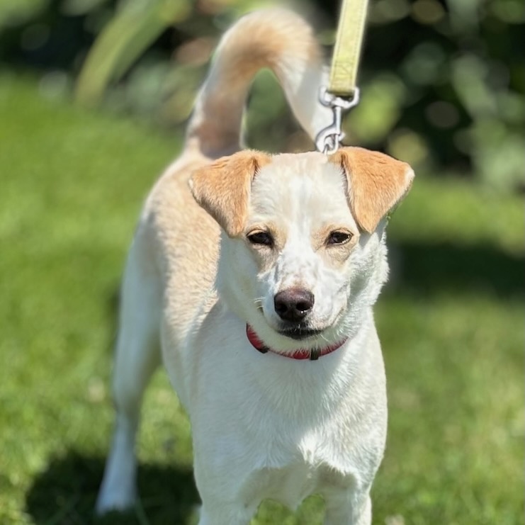 Dog for adoption PTH Mopey, a Terrier in Batavia, NY Petfinder