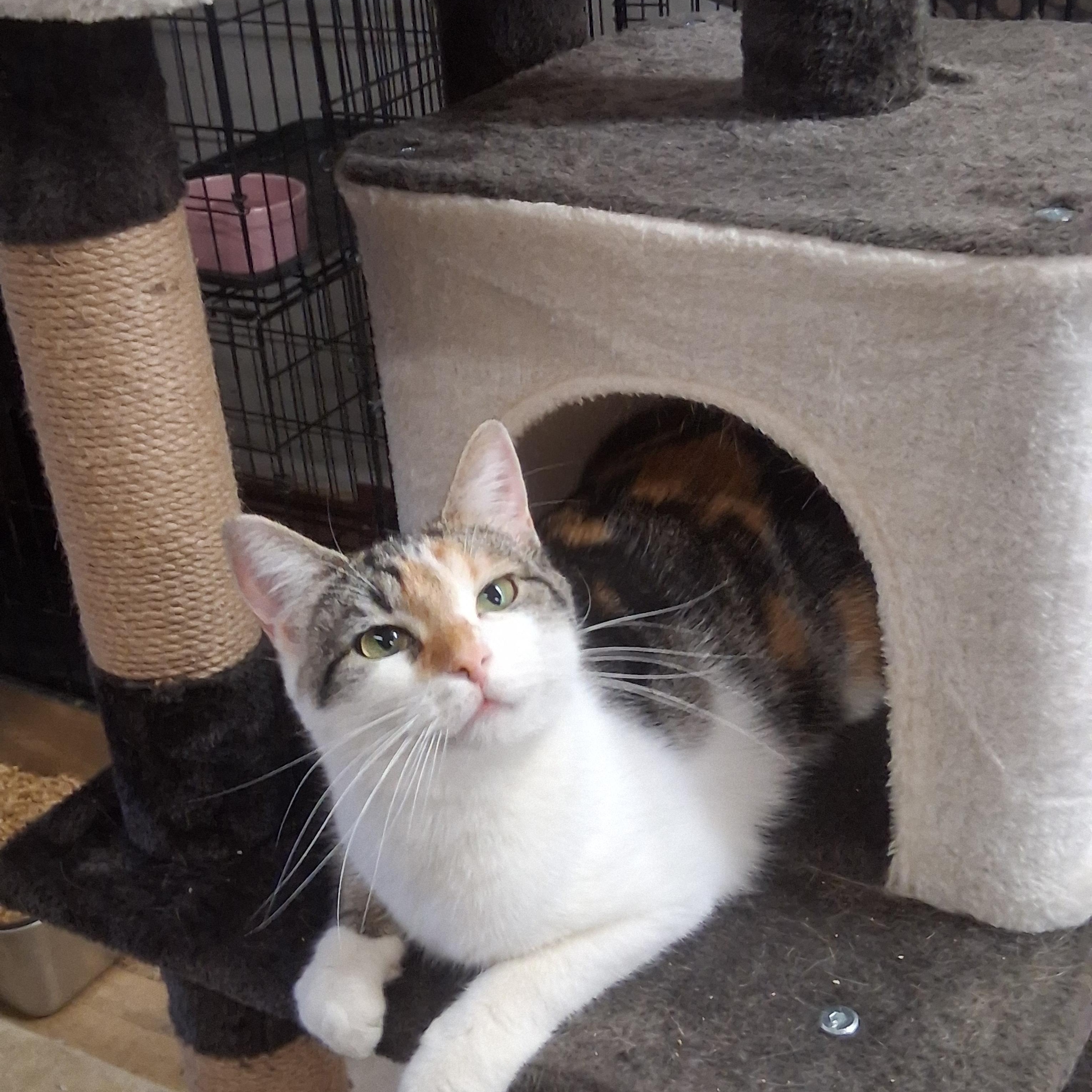 Enlarge Hera, a ADOPTABLE mixed breed in Coldwater, MI image 1/6