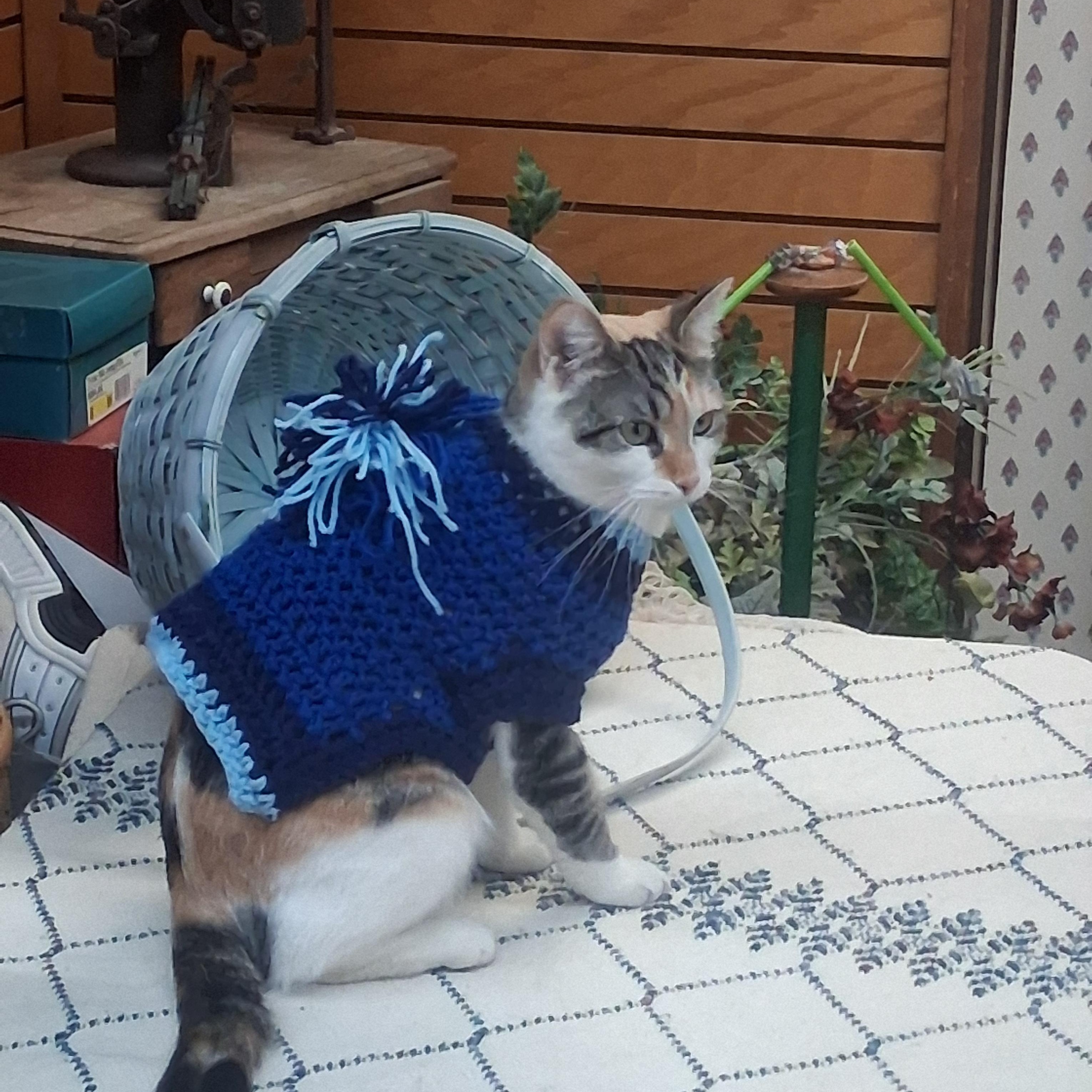 Enlarge Hera, a ADOPTABLE mixed breed in Coldwater, MI image 6/6