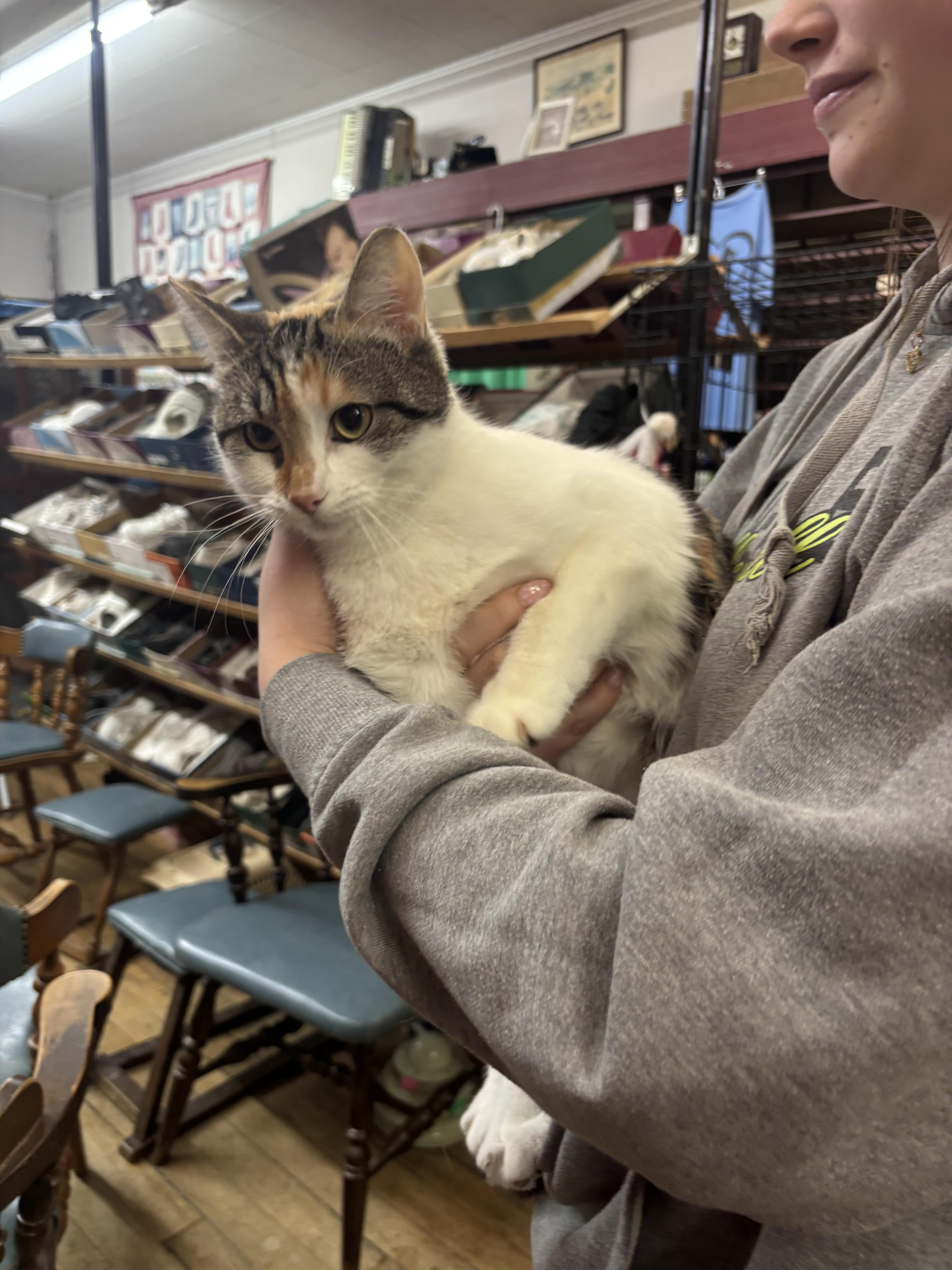 Hera, a ADOPTABLE mixed breed in Coldwater, MI image 5/5