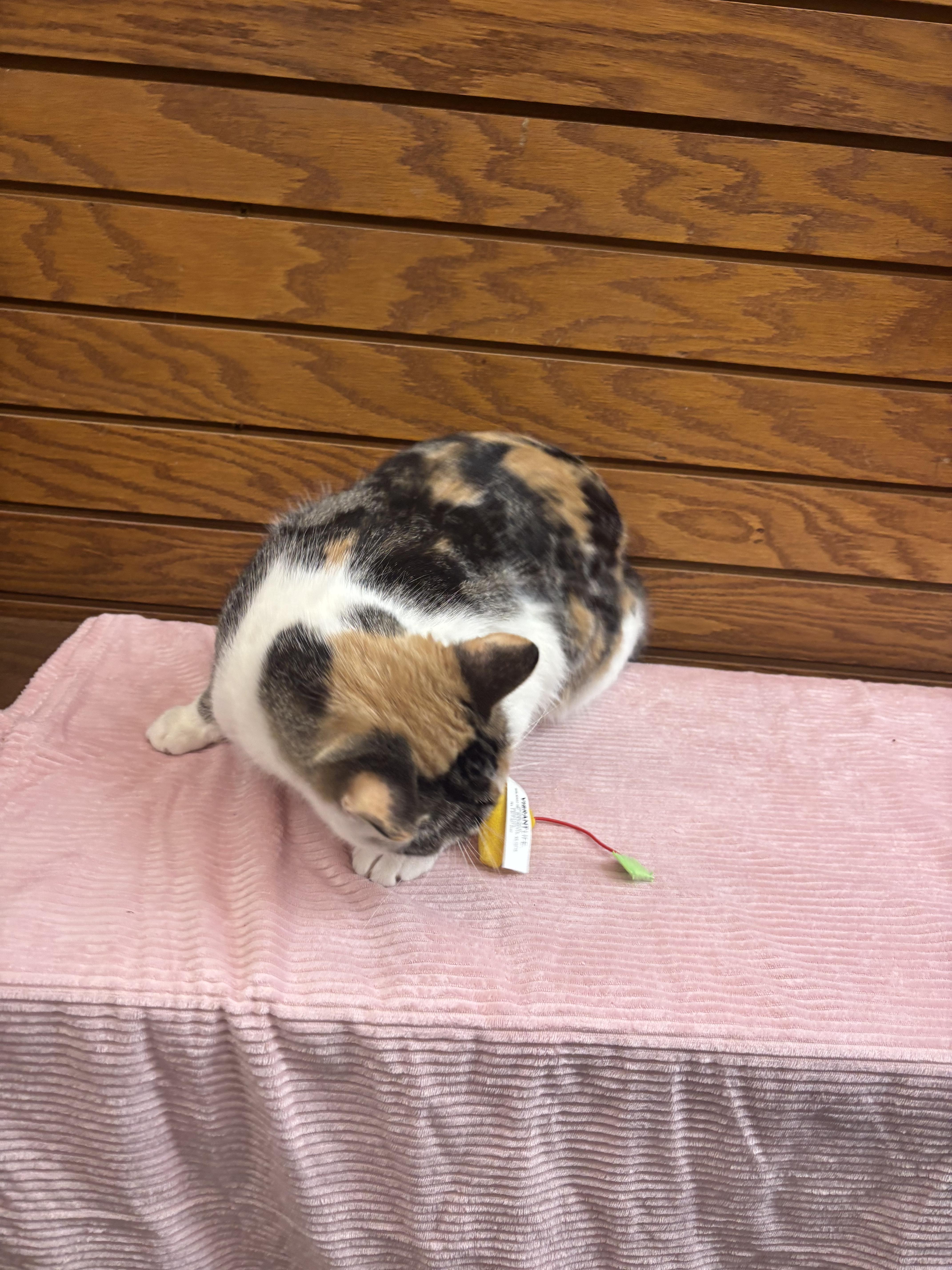 Hera, a ADOPTABLE mixed breed in Coldwater, MI image 4/5