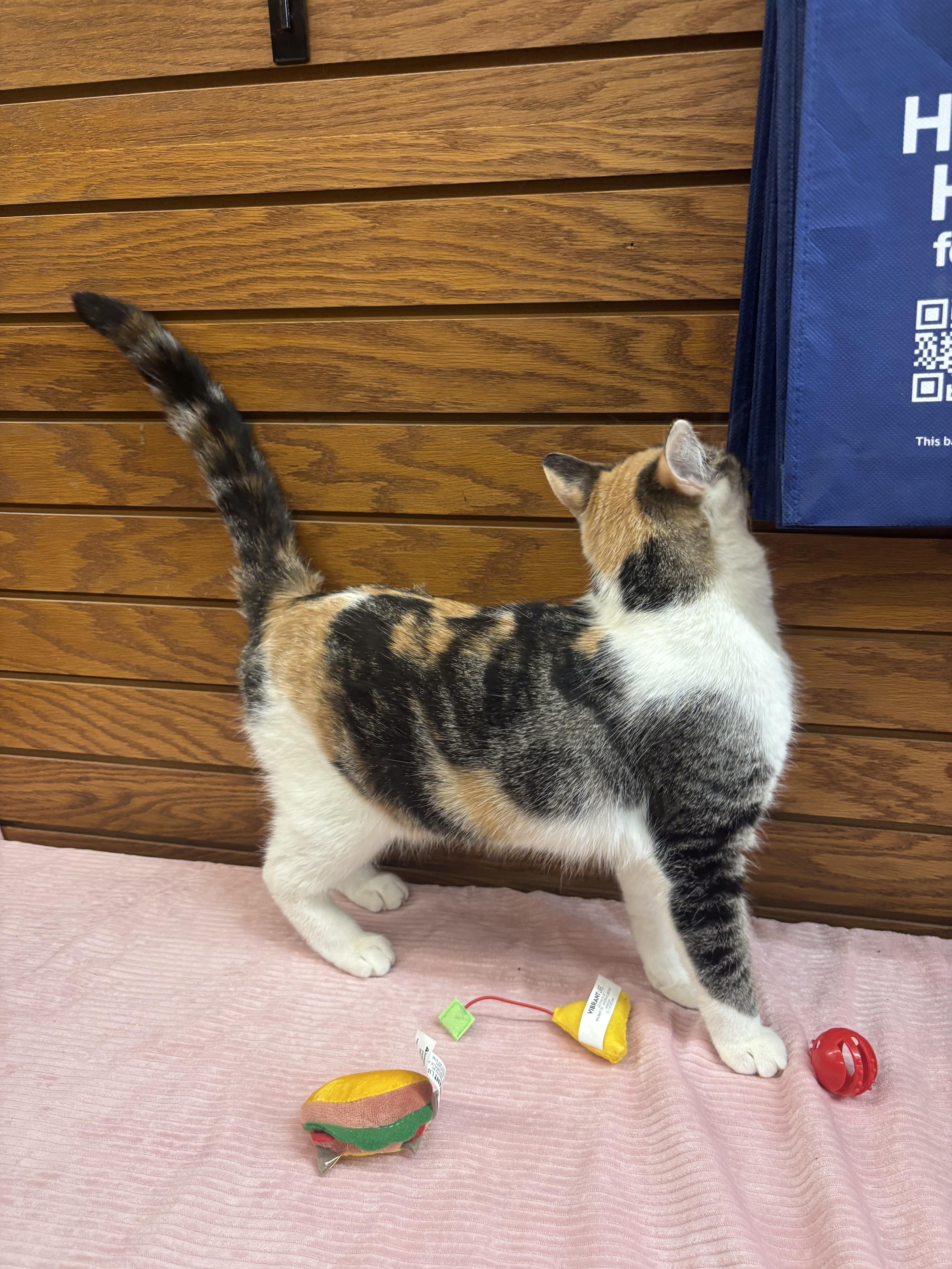 Hera, a ADOPTABLE mixed breed in Coldwater, MI image 3/5