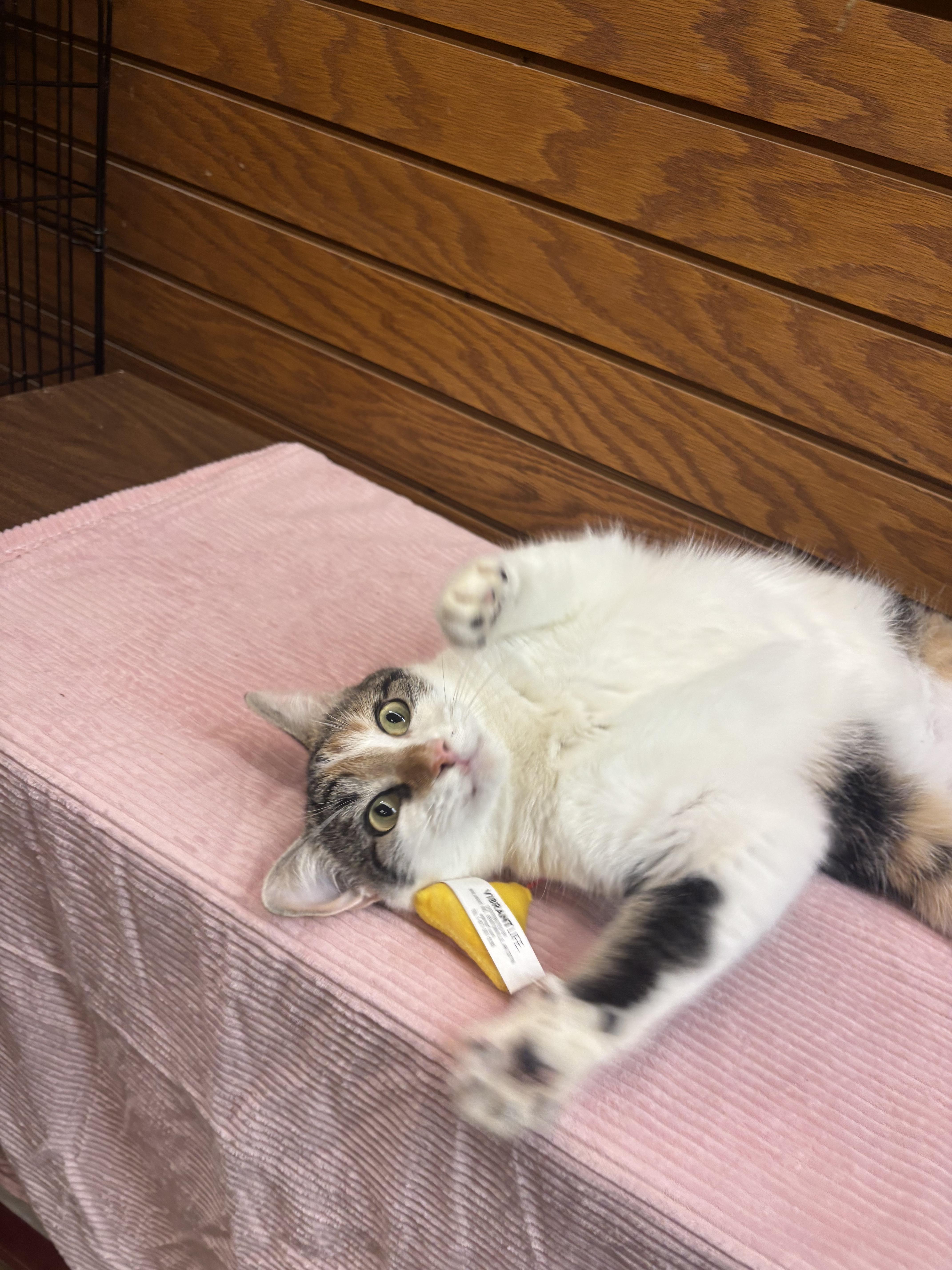 Hera, a ADOPTABLE mixed breed in Coldwater, MI image 1/5