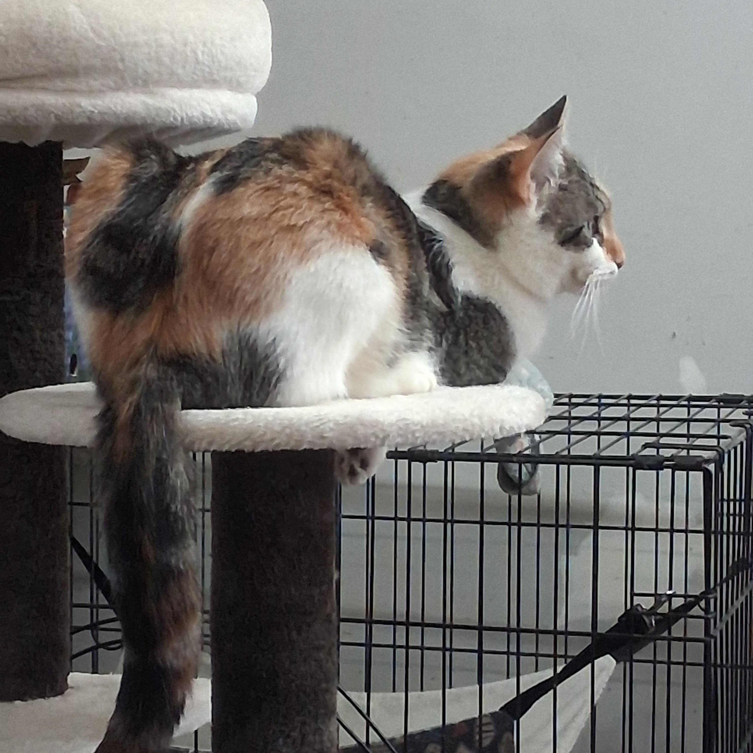 Enlarge Hera, a ADOPTABLE mixed breed in Coldwater, MI image 2/6