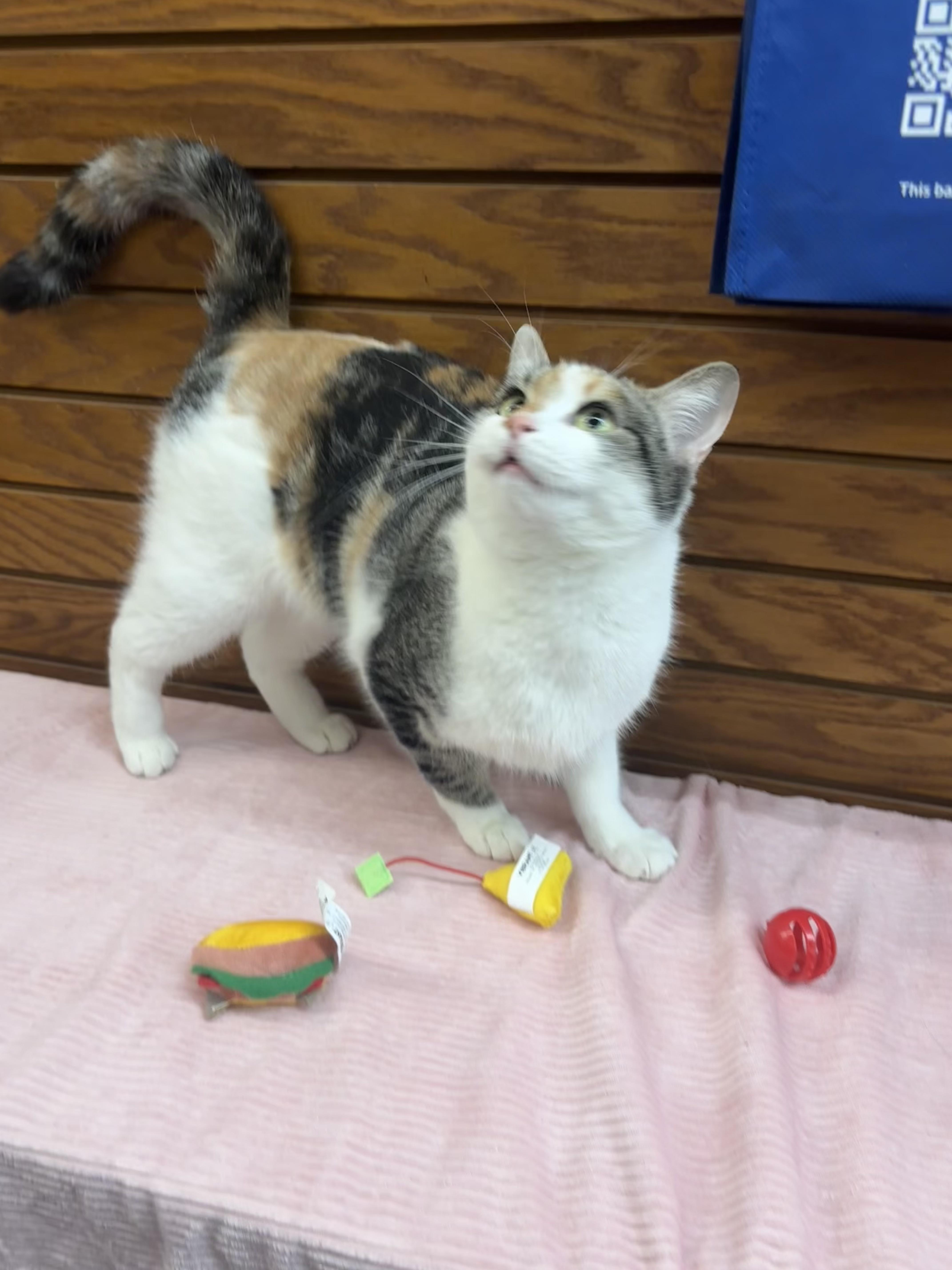 Hera, a ADOPTABLE mixed breed in Coldwater, MI image 2/5