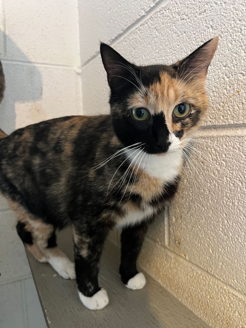 Autumn, a Adoptable mixed breed in Bryson City, NC image 3/5