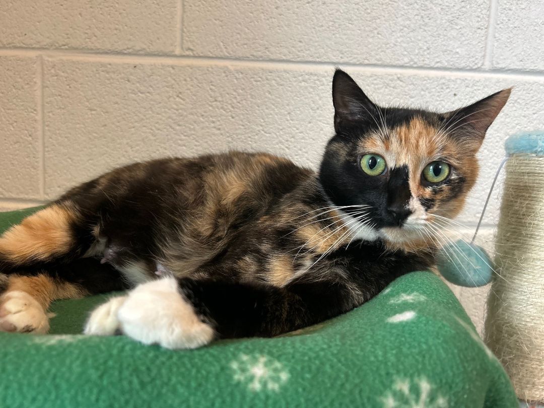 Autumn, a Adoptable mixed breed in Bryson City, NC image 4/5