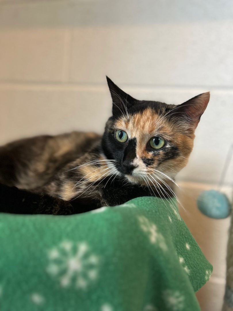 Autumn, a Adoptable mixed breed in Bryson City, NC image 5/5