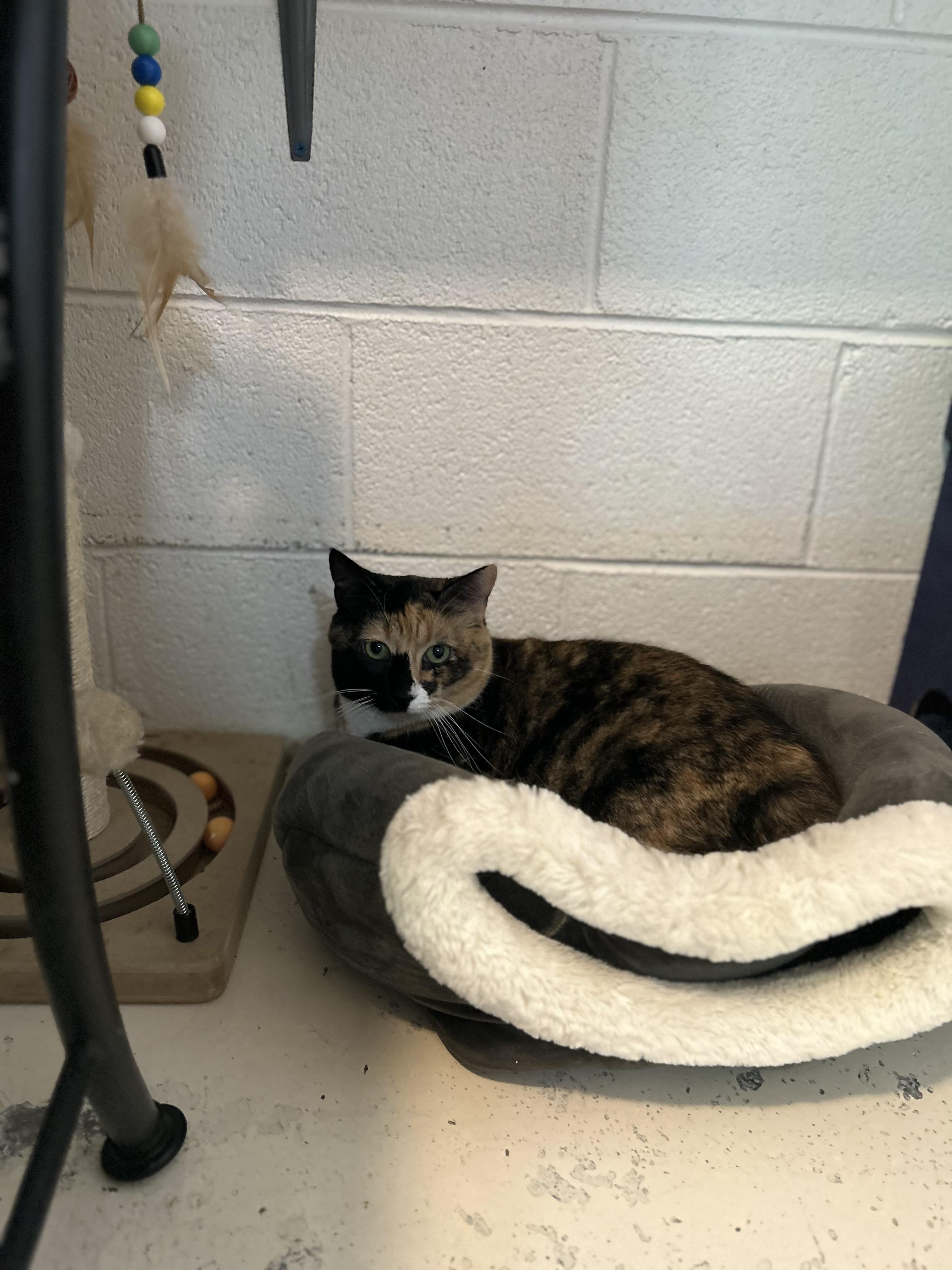 Autumn, a Adoptable mixed breed in Bryson City, NC image 2/5