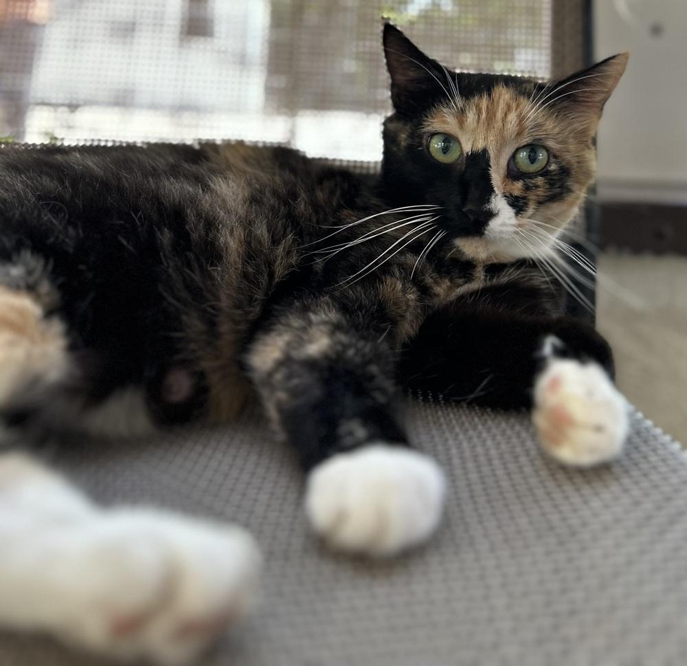 Autumn, a Adoptable mixed breed in Bryson City, NC image 1/5