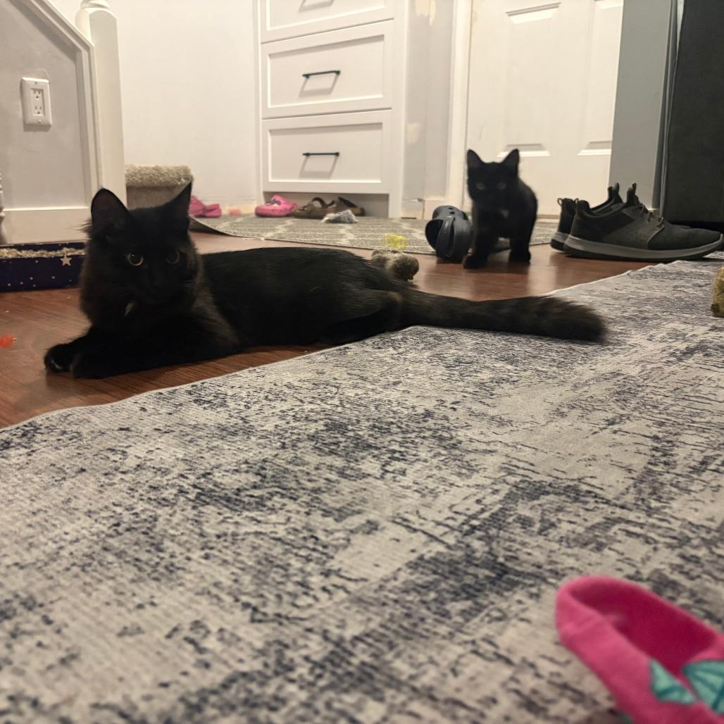 Enlarge Hilda, a Adoptable Domestic Medium Hair in Abbotsford, BC image 1/5