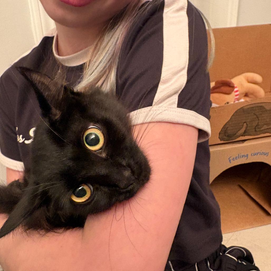 Enlarge Hilda, a Adoptable Domestic Medium Hair in Abbotsford, BC image 2/5