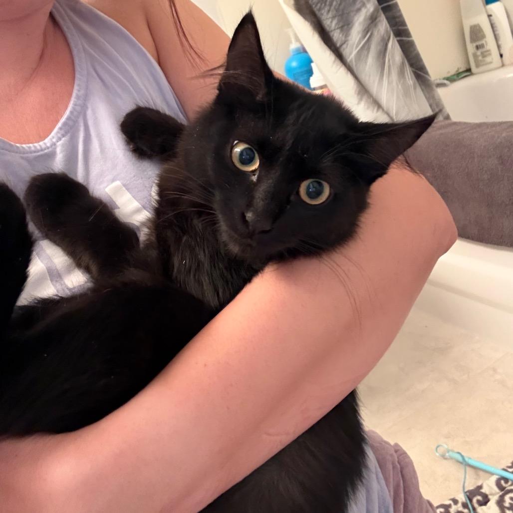 Enlarge Hilda, a Adoptable Domestic Medium Hair in Abbotsford, BC image 3/5