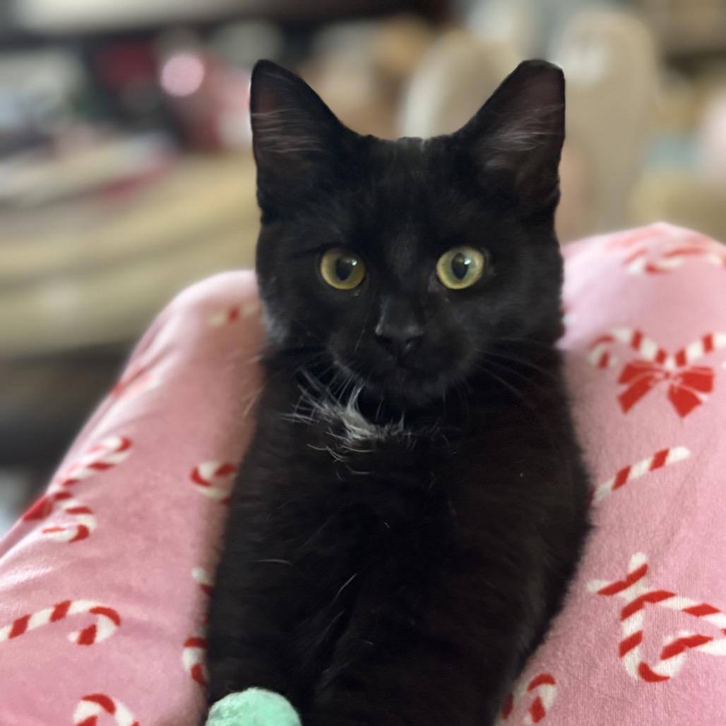 Enlarge Midnight, a Adoptable Domestic Short Hair in HERNANDO, MS image 1/2