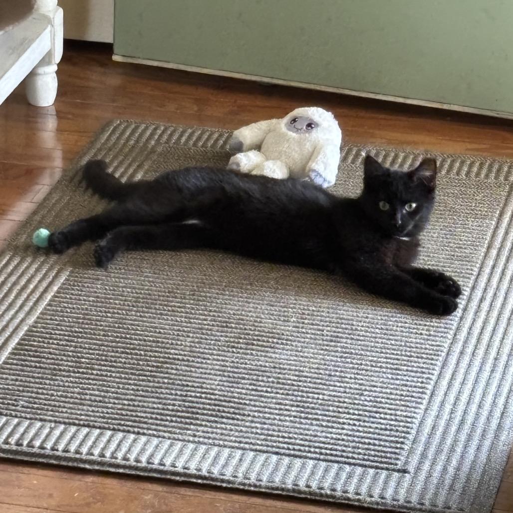 Enlarge Midnight, a Adoptable Domestic Short Hair in HERNANDO, MS image 2/2