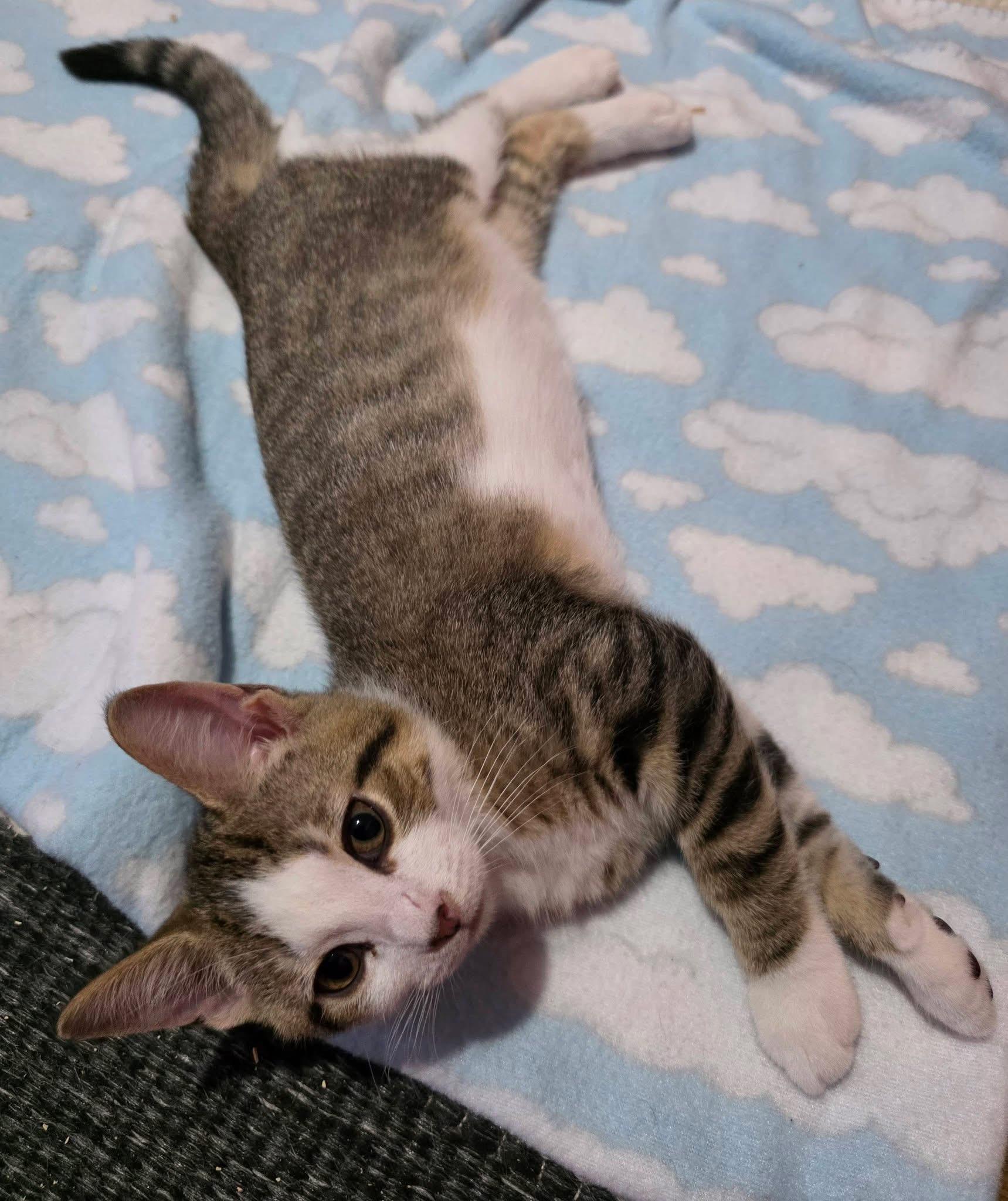 Amarillo, ADOPTABLE, Kitten Male Domestic Short Hair.