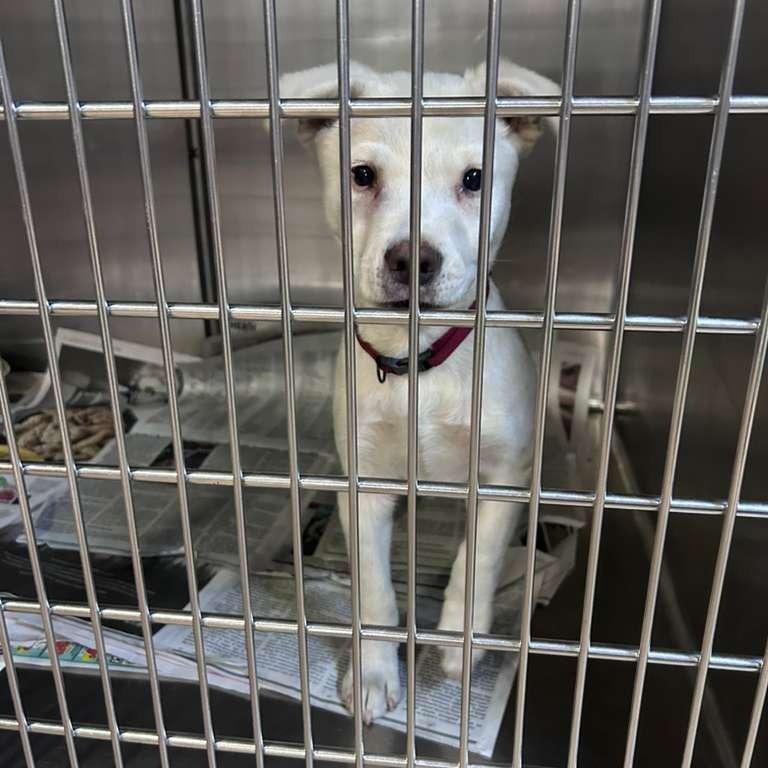 Ishmael, Adoptable, Puppy Male Mixed Breed.