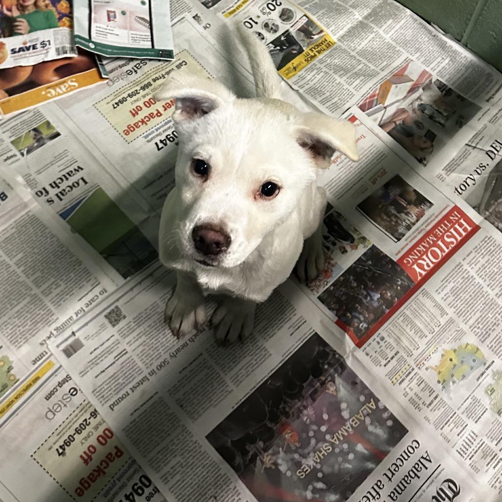 Ishmael, a Adoptable Mixed Breed in Gadsden, AL image 2/4