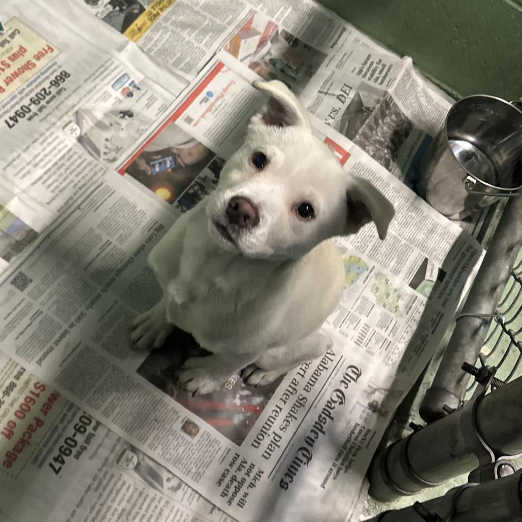 Ishmael, a Adoptable Mixed Breed in Gadsden, AL image 3/4