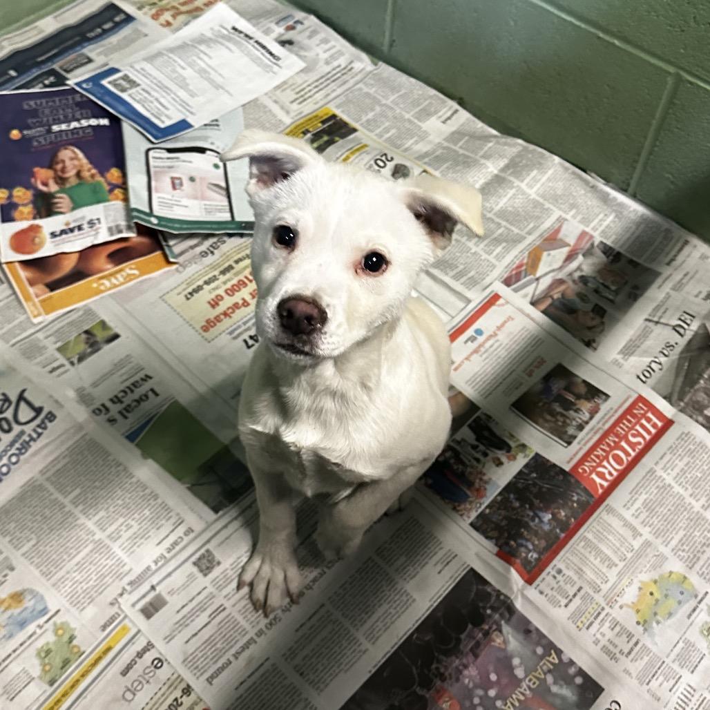 Ishmael, a Adoptable Mixed Breed in Gadsden, AL image 4/4