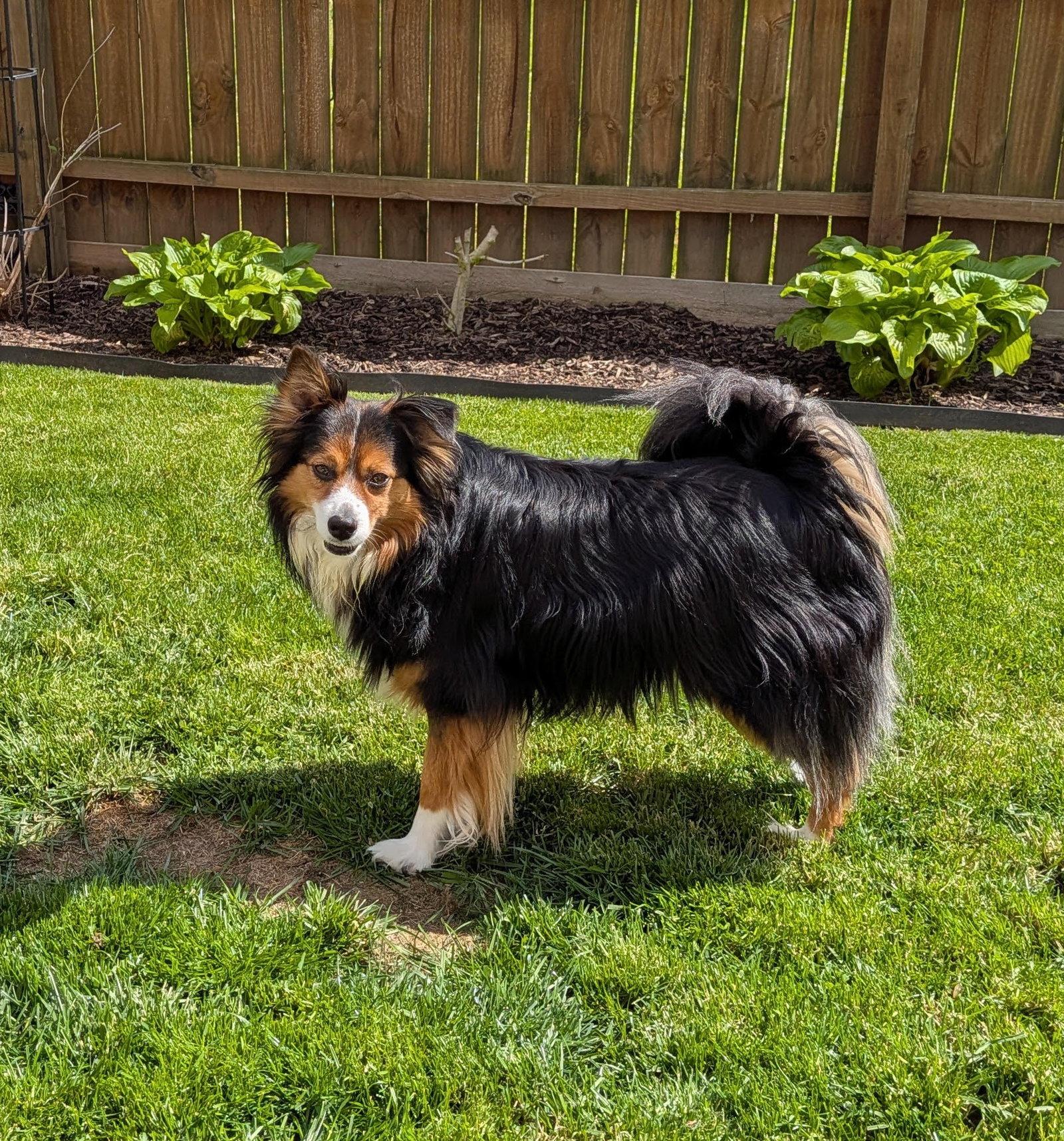 Enlarge Chippy Special Needs, a Adoptable Shetland Sheepdog / Sheltie in Cuyahoga Falls, OH image 2/3