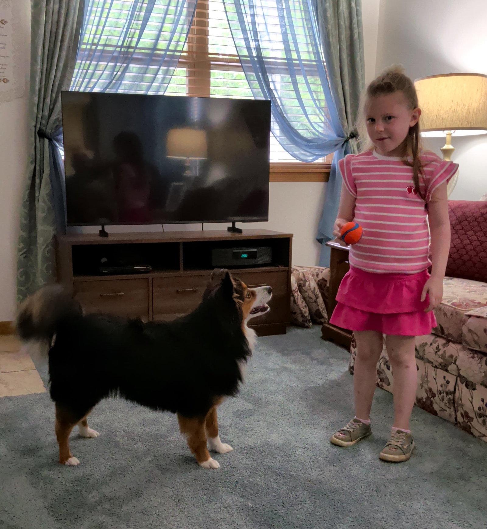 Enlarge Chippy Special Needs, a Adoptable Shetland Sheepdog / Sheltie in Cuyahoga Falls, OH image 3/3