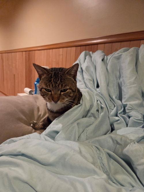 Enlarge Taggert, an adopted Domestic Short Hair in Philadelphia, PA image 2/2