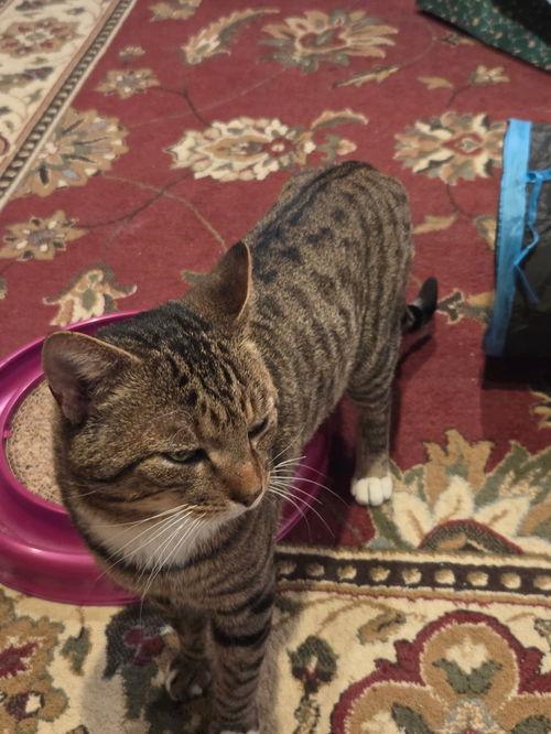 Taggert, adopted, Young Male Domestic Short Hair.