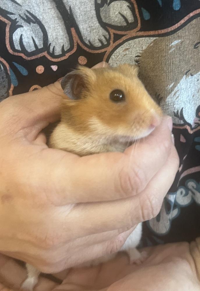Enlarge Churro, a Adopted Hamster in San Diego, CA image 1/2