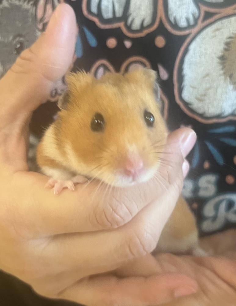 Enlarge Churro, a Adopted Hamster in San Diego, CA image 2/2