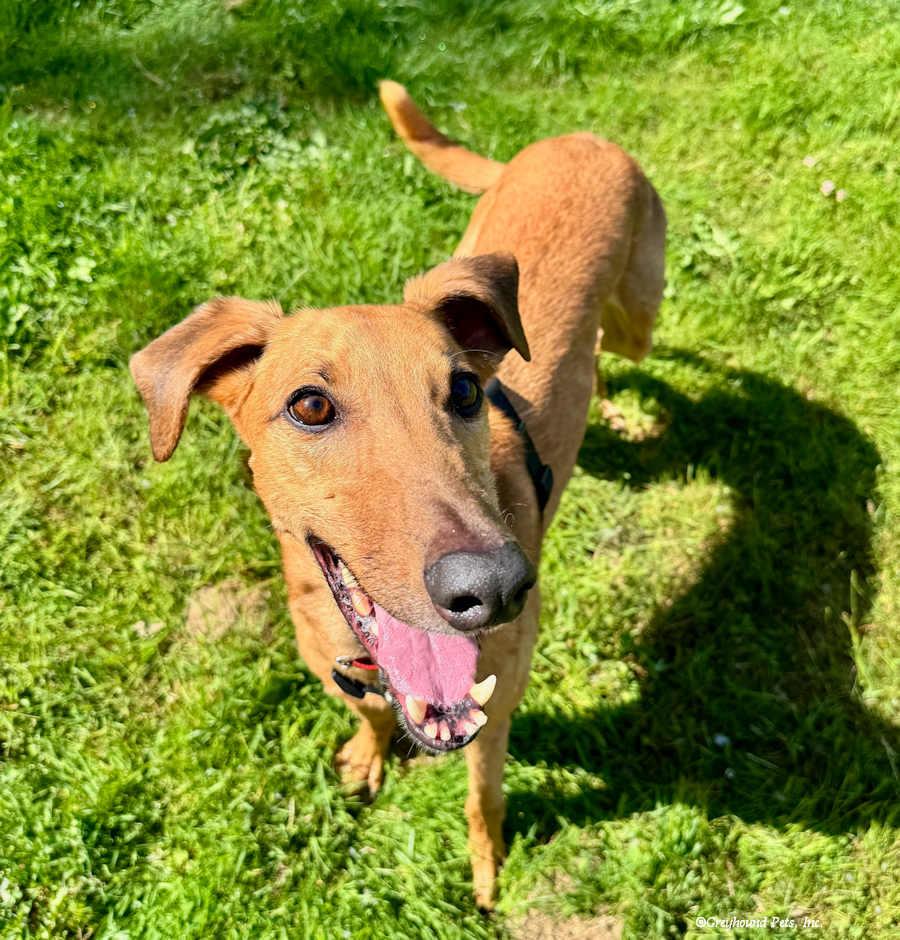 Jonathan, Adoptable, Adult Male Greyhound.