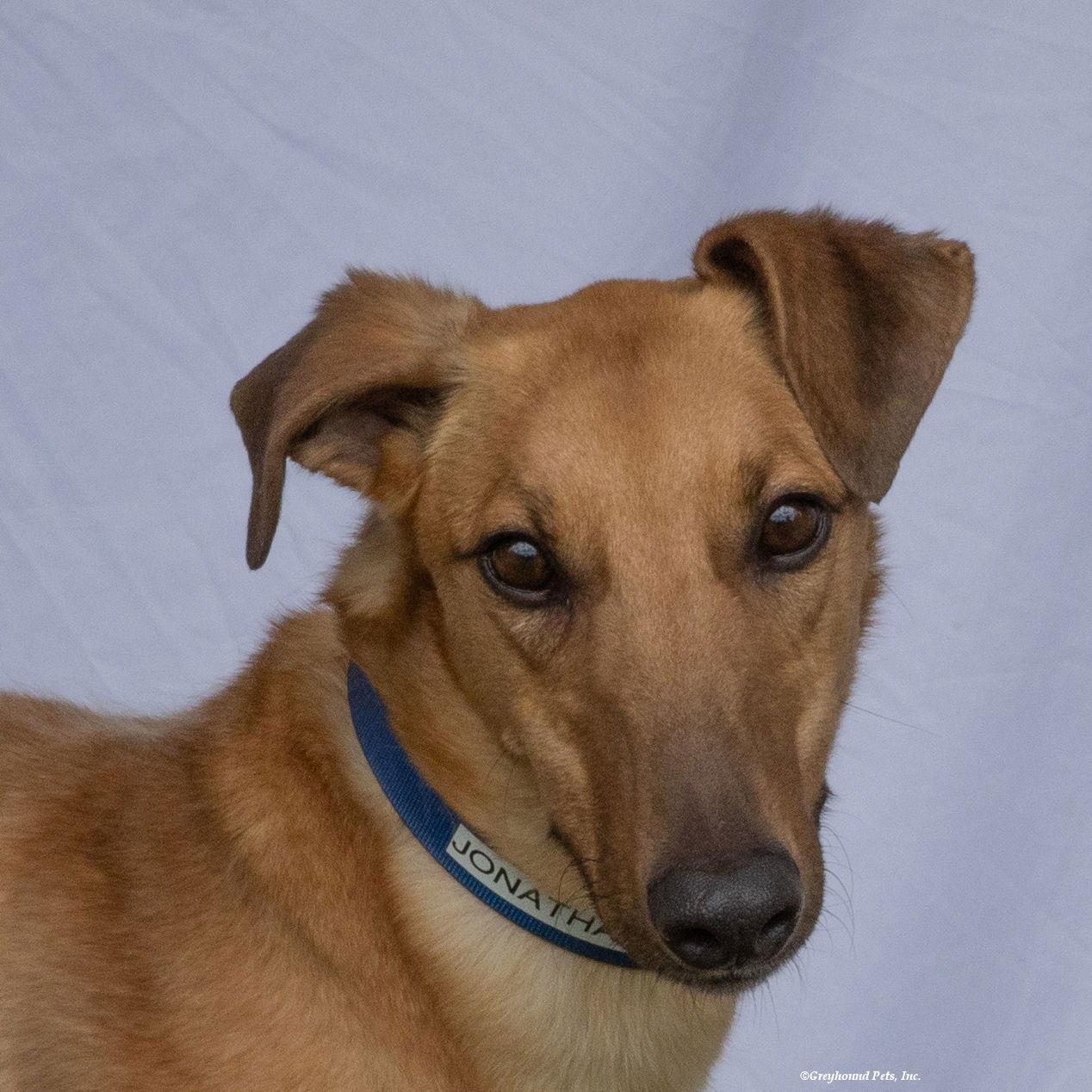 Enlarge Jonathan, a Adoptable Greyhound in Woodinville, WA image 2/3