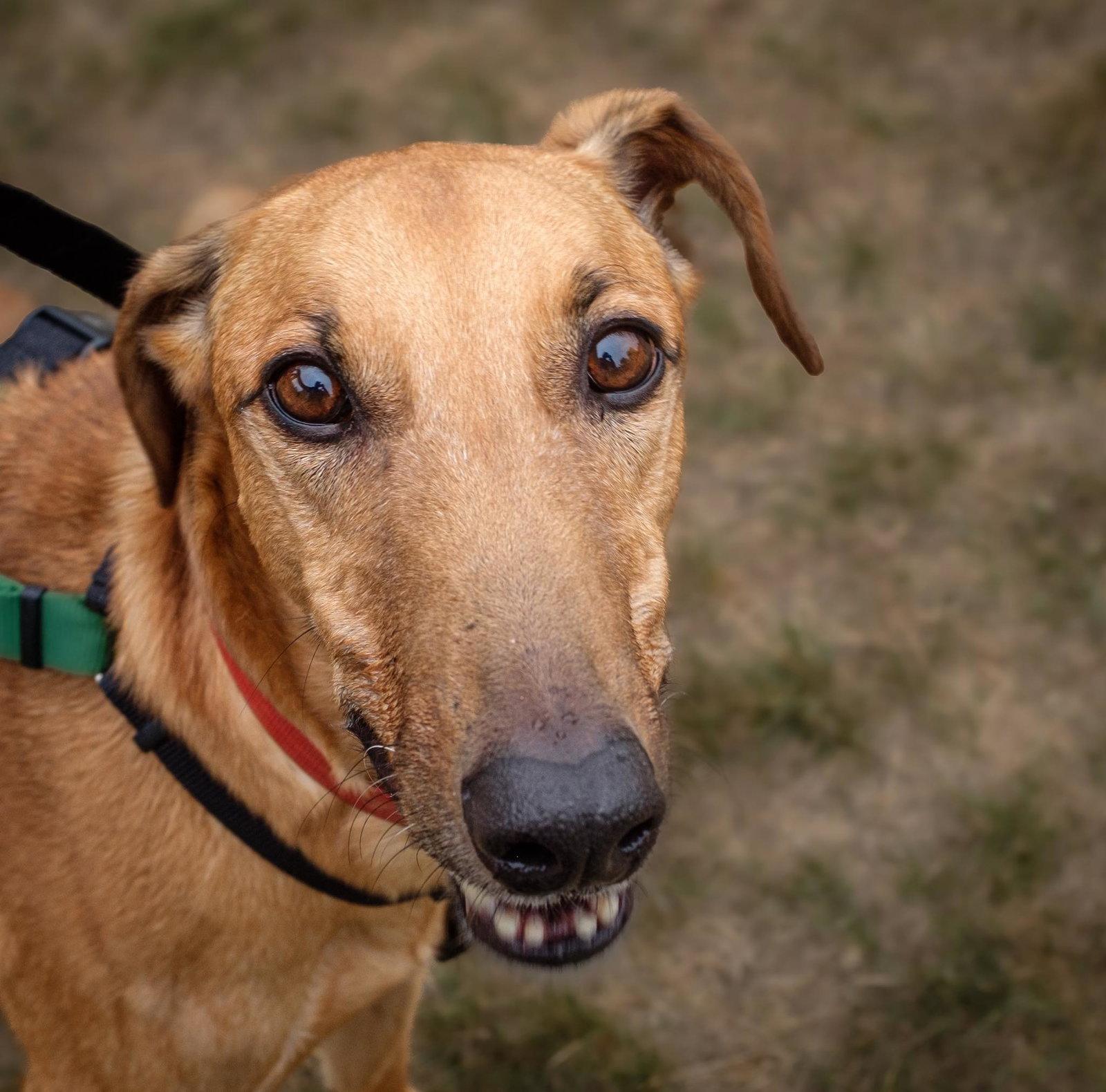 Enlarge Jonathan, a Adoptable Greyhound in Woodinville, WA image 2/3