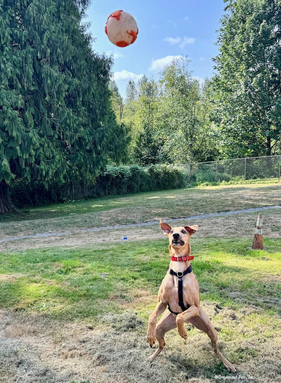Enlarge Jonathan, a Adoptable Greyhound in Woodinville, WA image 3/3