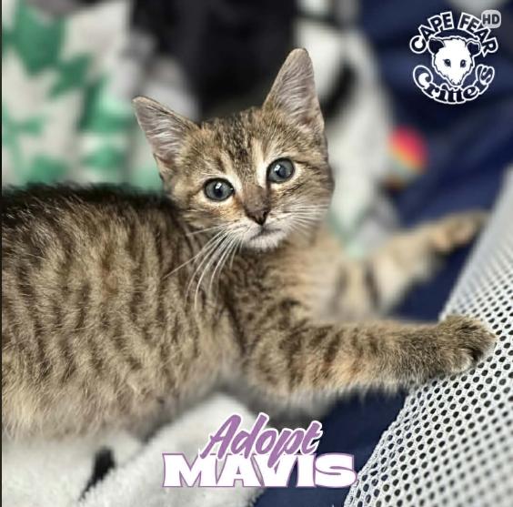 Enlarge Mavis, an adopted Torbie in Wilmington, NC image 1/4