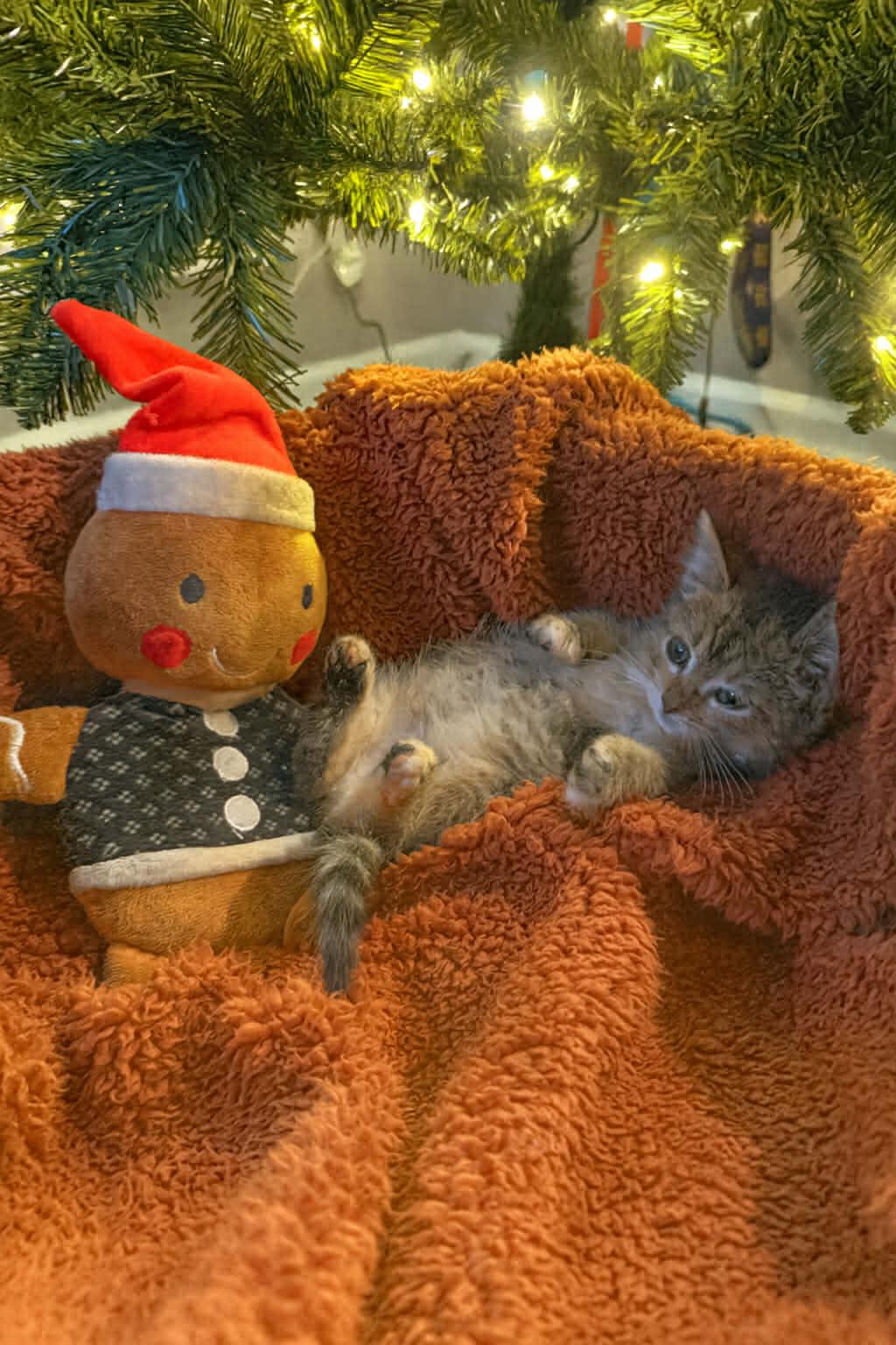 Enlarge Mavis, an adopted Torbie in Wilmington, NC image 2/4