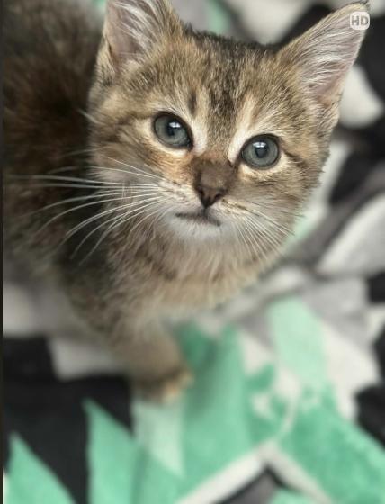 Enlarge Mavis, an adopted Torbie in Wilmington, NC image 4/4