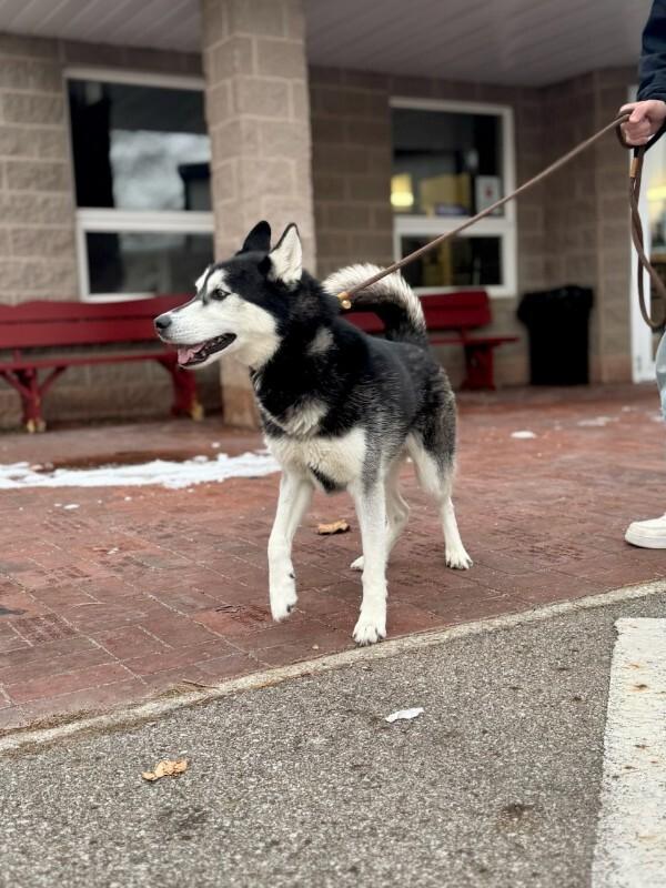 Bear, Adoptable, Adult Male Husky.