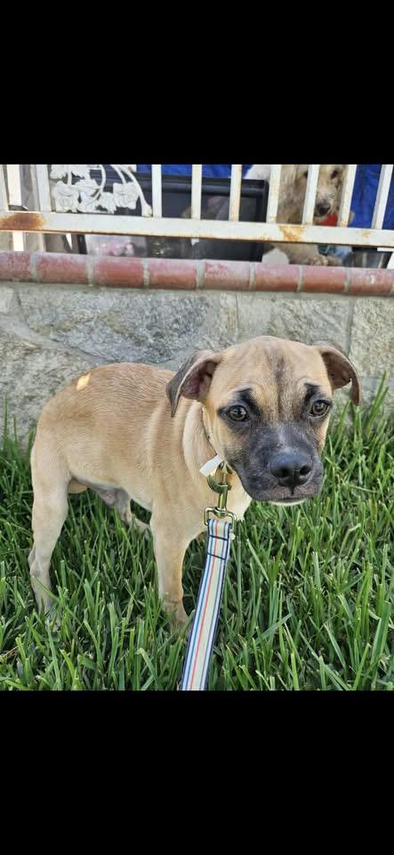 Enlarge BENNY, a Adoptable mixed breed in Langley, BC image 3/4