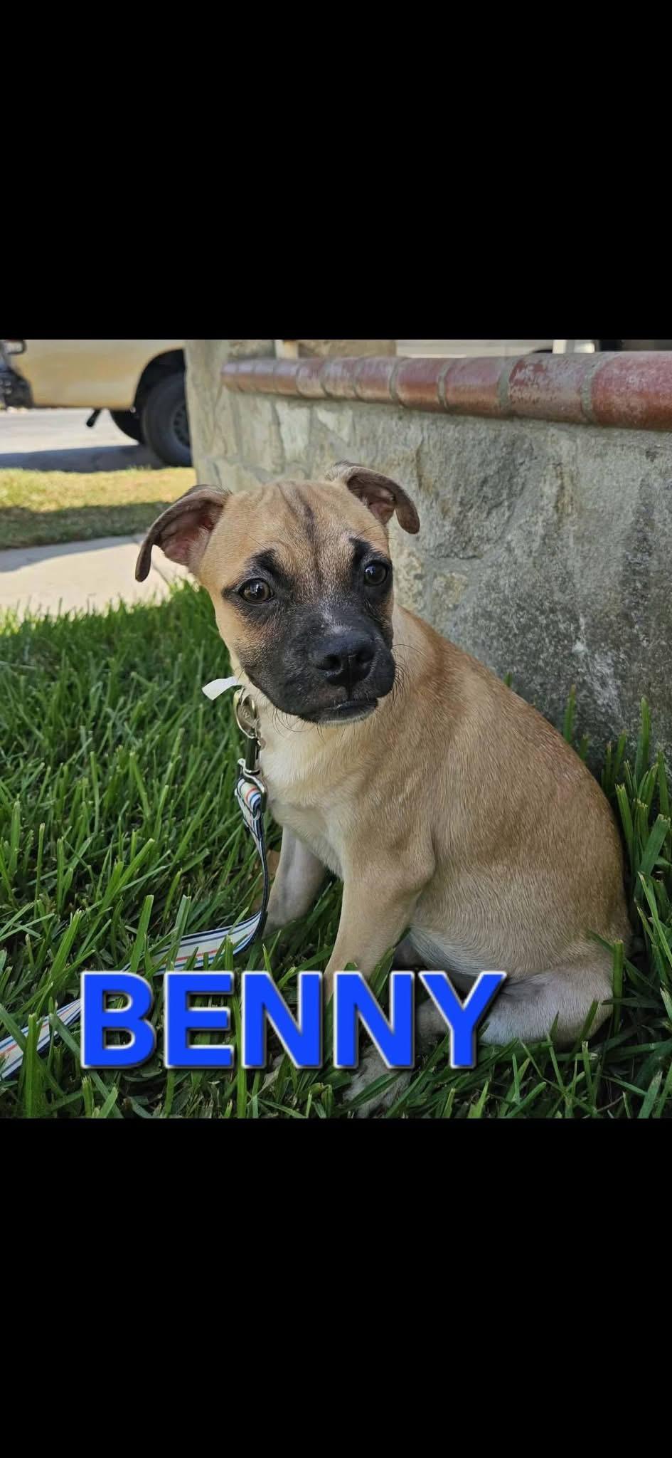Enlarge BENNY, a Adoptable mixed breed in Langley, BC image 2/4