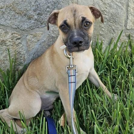 BENNY, Adoptable, Puppy Male Pug.